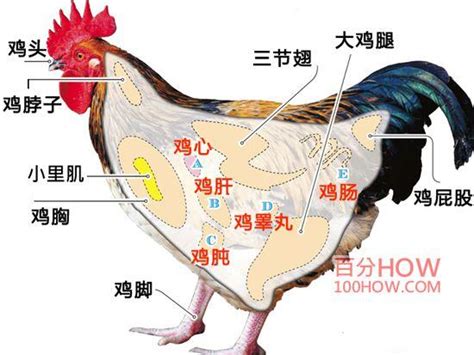 雞垂意思|鸡